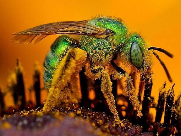 iridescent, green, bees