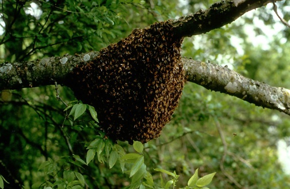 nuclei, honey, bees, nest, branch