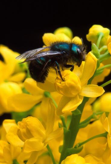osmia ribifloris, пчела, барбарис, цветок