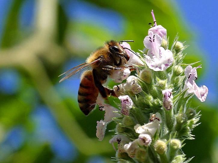 pollinating, 꿀벌
