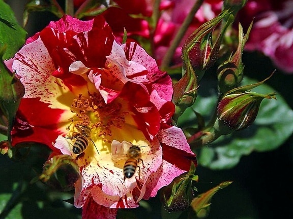 bees, rose, garden