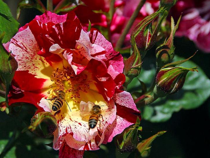 abeilles, rose, jardin