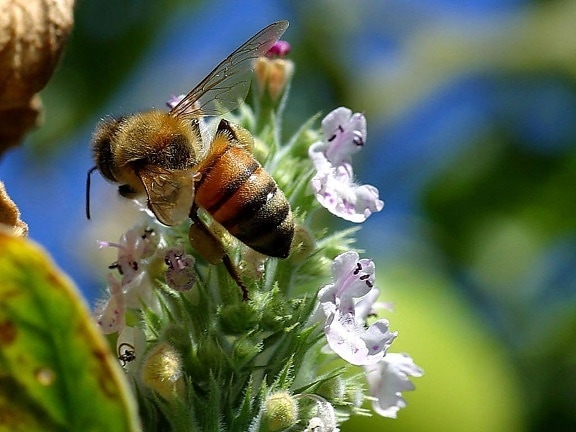 queue, abeille