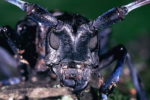 anoplophora glabripennis, asiática, de cuernos largos, escarabajo