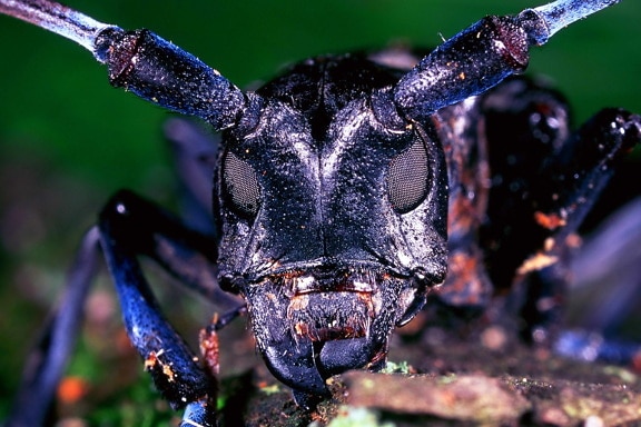 Asiática, de cuernos largos, escarabajo