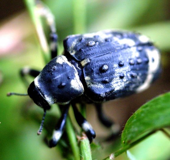 kumbang, tropis, manajemen, alam, sumber daya, daerah, tinggi, keanekaragaman hayati