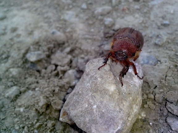 big, red, beetle, insect, ground