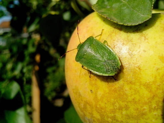up-close, grün, Käfer, Apfel