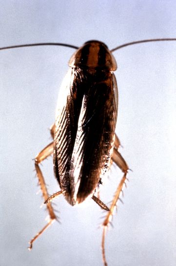 dorsal, german, cockroach, blatella germanica