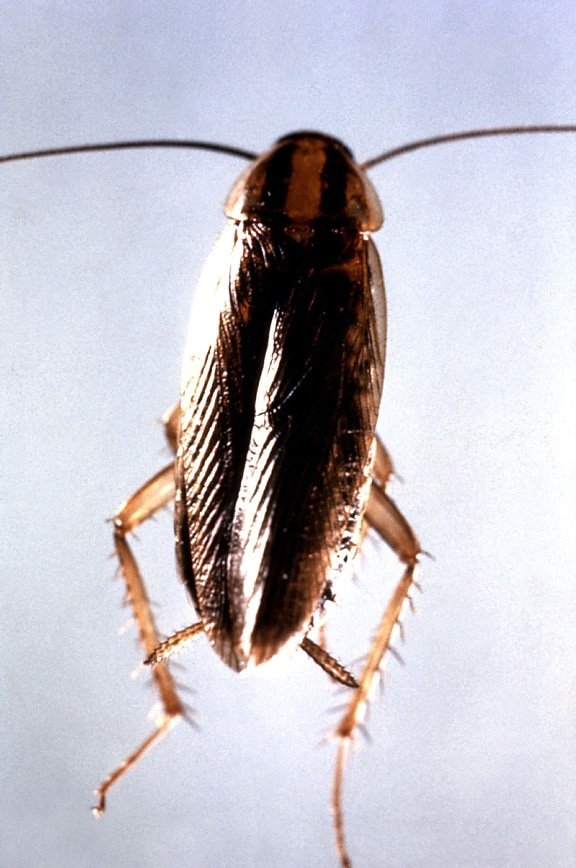 dorsal, Duitse, kakkerlak, blatella germanica