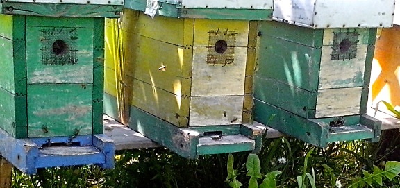 hives, bees