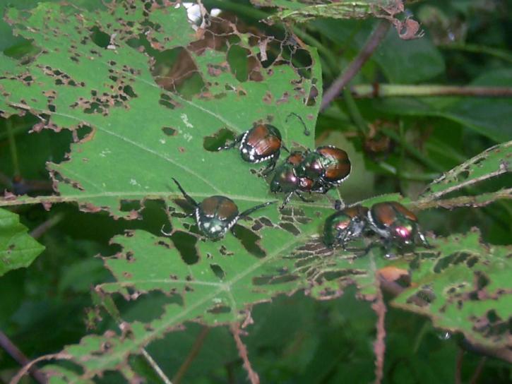Nhật bản, bọ cánh cứng, hoang dã, nho, cây nho