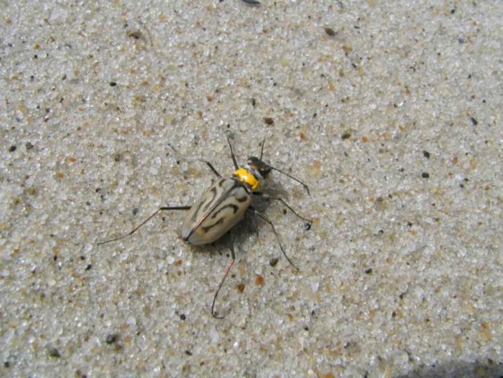 northEaster, beach, tiger beetle, insect