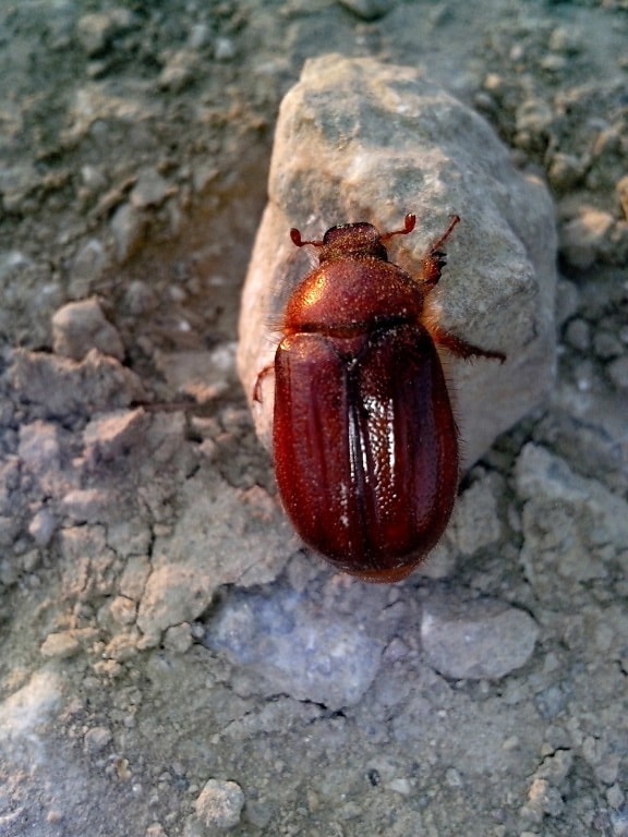 rouge, coléoptère, insecte