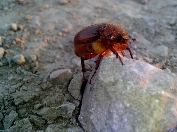 red, beetle, insect, rock