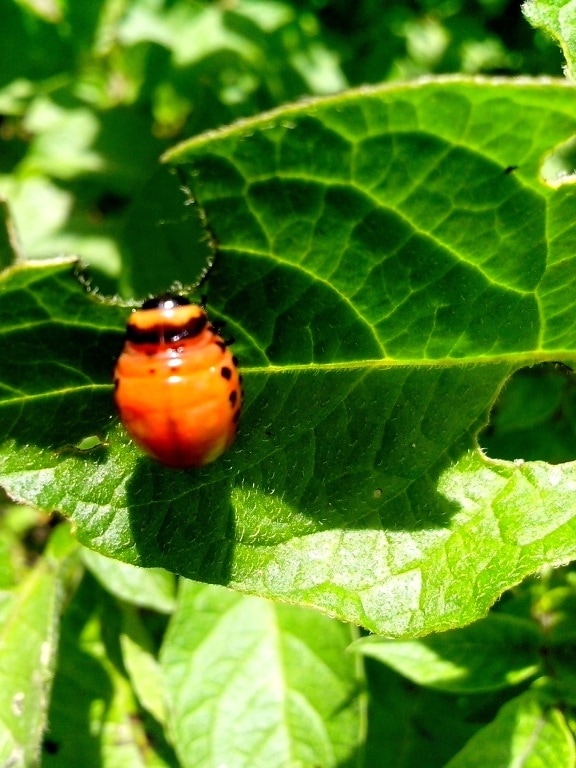 Wurzelbohrer, Käfer