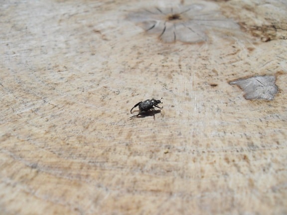 pequeño, negro, escarabajo, árbol, tocón