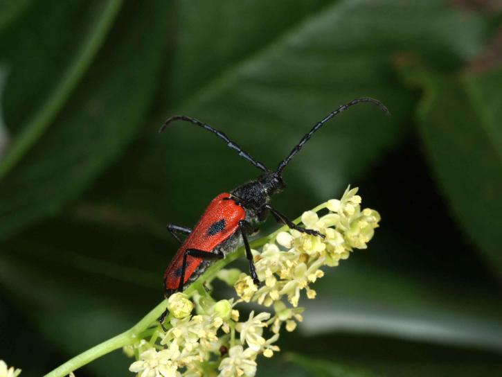 Dolina czarnego bzu longhorn beetle, owad, desmocerus californicus dimorphus