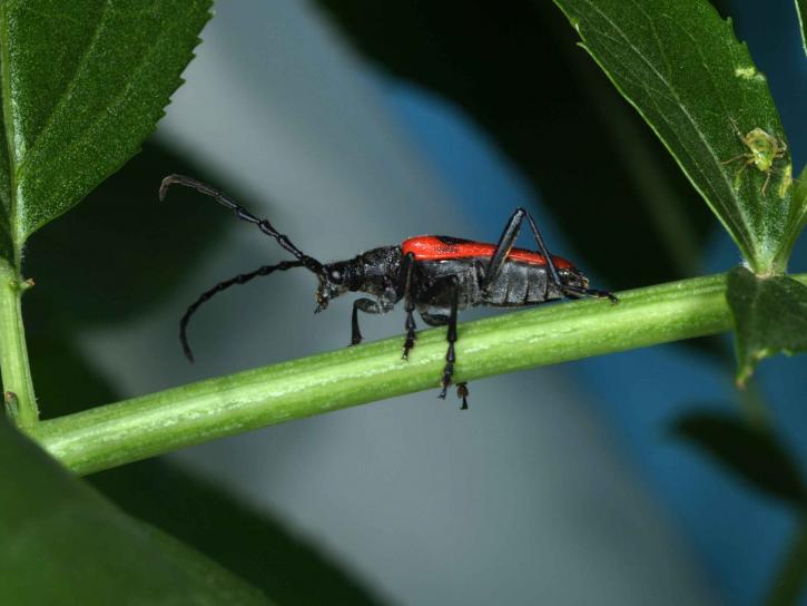 valley, elderberry, longhorn, beetle, male, insect, desmocerus californicus dimorphus