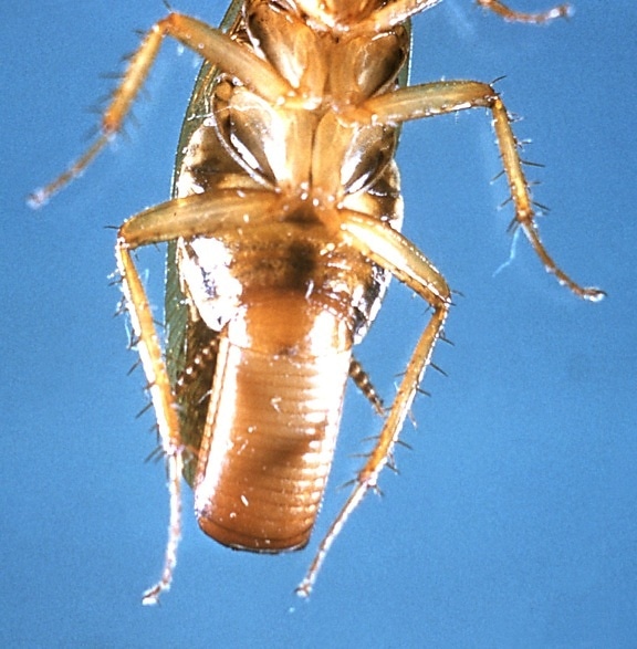 ventral, female, German, cockroach, blatella germanica, egg, case, ootheca