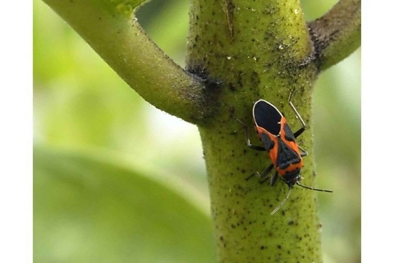escarabajo grande, de insectos, de algodoncillo