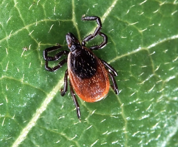 bug, insect, ixodes scapularis