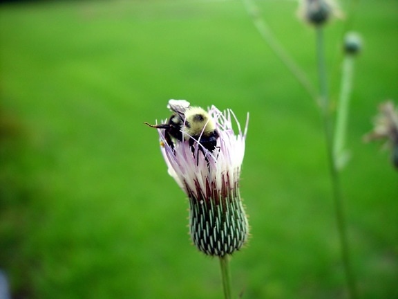 bumble bee, cardo, flor
