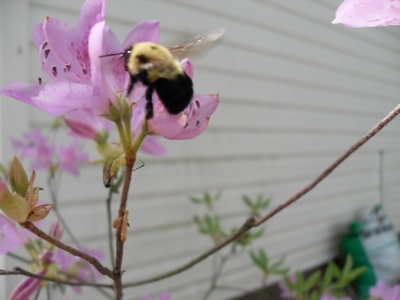 Bumble pčela, azalea, grm