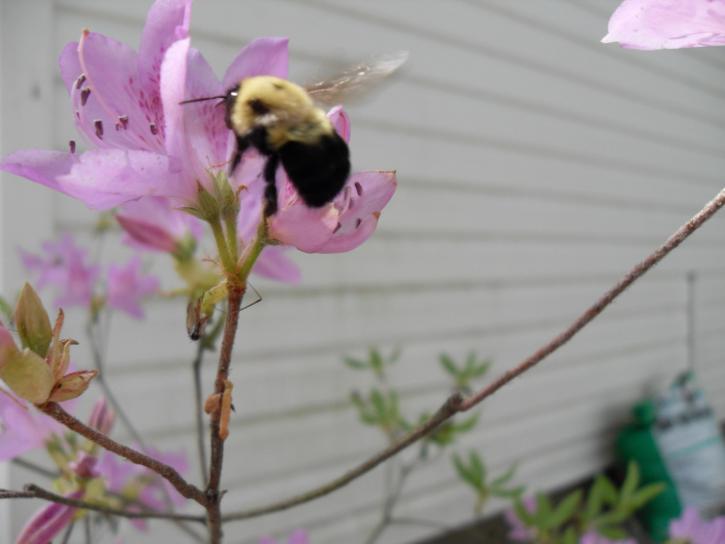 Bumble bee, Azalia, bush