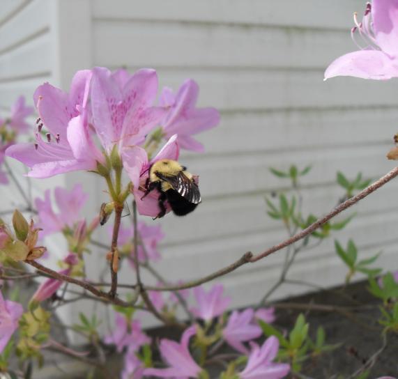 Bumble bee, azalea, bloemen