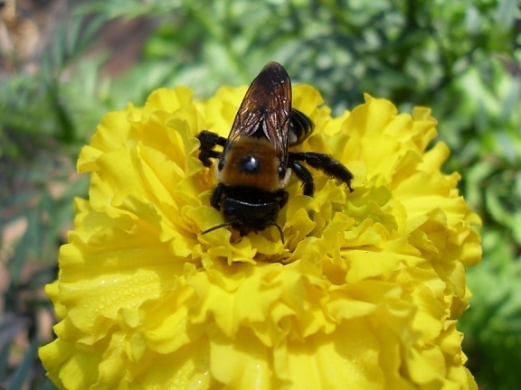 bumble, abeille, fleur jaune