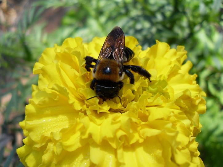 manosee, abeja, flor amarilla