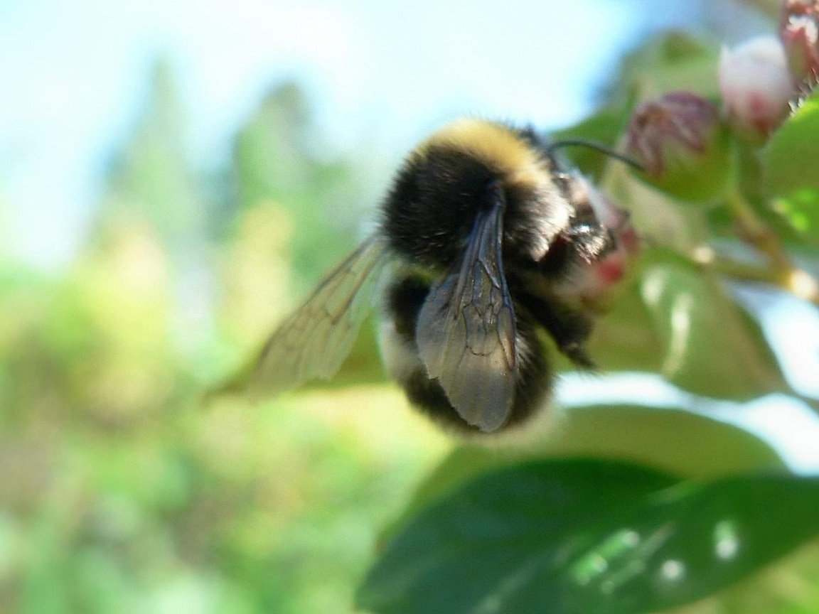 Free Picture: Bumblebee, Bombus, Insect