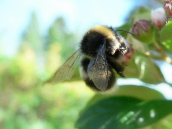 Bumblebee, coletando, polen