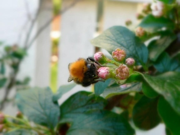 пчела, насекоми