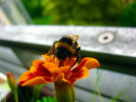 bumblebee, macro, insect