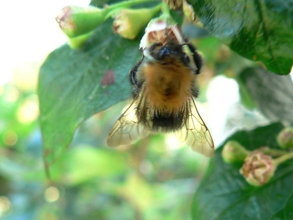 bumblebee, tree