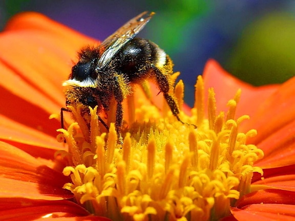 Free picture: bumble, bee, yellow flower