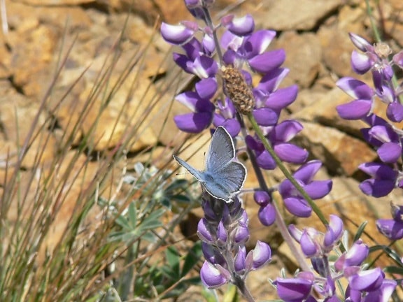 male, mission, blue, butterfly, rests, silver, bush, lupine