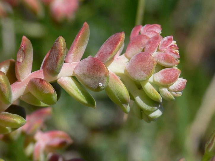 บรูโน เกี่ยวกับเทพยดา ไข่ พืช ดอกไม้ ผีเสื้อ callophrys mossii bayensis