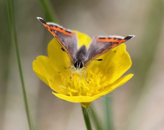 Hoa bướm, màu vàng đồng, Mỹ,