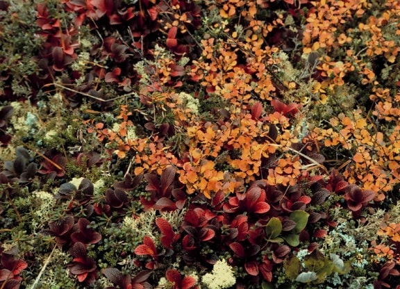 Arctostaphylos alpina betula, nana, bearberry, dverg, bjørk