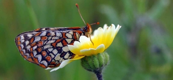 Baía, checkerspot, borboleta, lepidoptera nymphalidae
