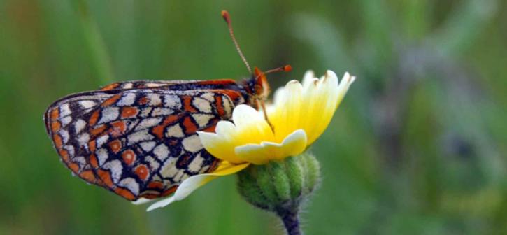 Бей, checkerspot, Метелик, lepidoptera nymphalidae