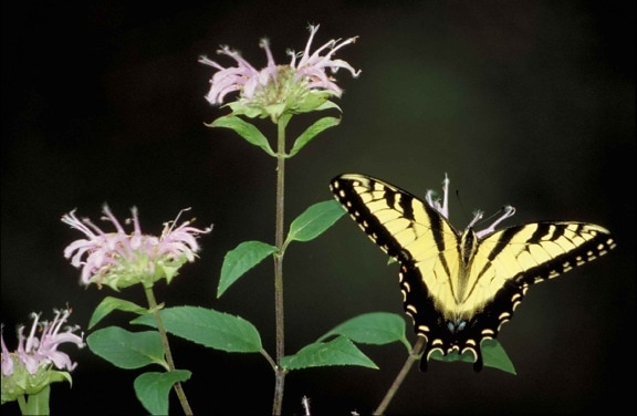 borboleta preta, listrada, amarela, sentado, rosa, flor, asas, abertas