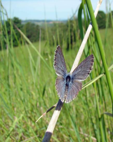 modrá, butterfly, icaricia icarioides fenderi