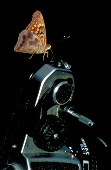 Brown, tan, sommerfugl, vinger, stående, kamera, side