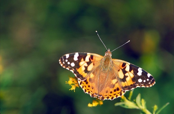 brown, orange, white, painted, lady, butterfly, vanessa virginiensis