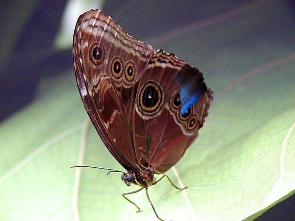 бабочки, лист