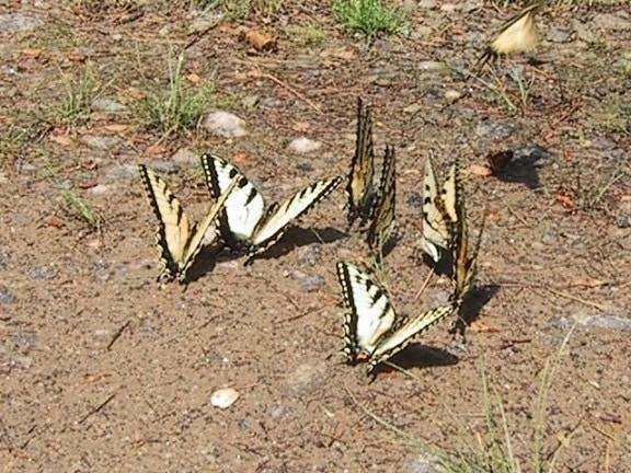 butterflies, ground